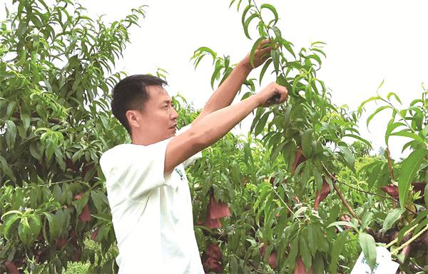 网络配资股票行情 “80后”村干部: 玩转“云种桃”带富一方